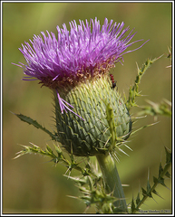 Cirsium carolinianum