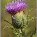 Soft Thistle - Photo (c) Alison Sheehey, some rights reserved (CC BY-NC-ND), uploaded by Nature Ali