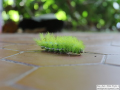 Automeris coresus