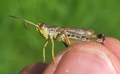 Meadow Grasshopper