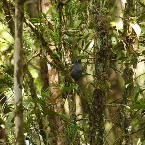 Sunda Laughingthrush