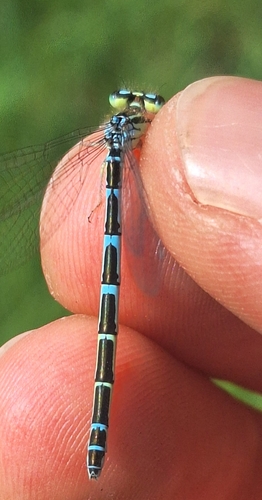 Dainty Damselfly