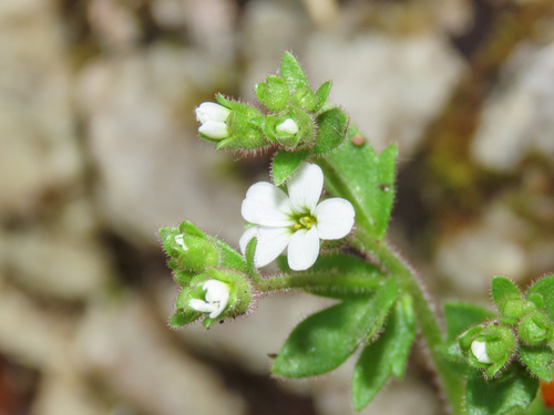 Saxifraga adscendens, photograph 3