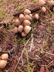 Coprinellus micaceus