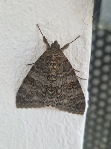 Red Underwing
