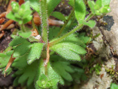 Saxifraga adscendens, photograph 4