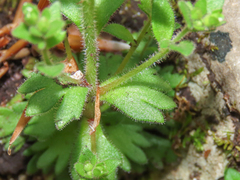 Saxifraga adscendens, photograph (c) Emanuele Santarelli, some rights reserved (CC BY-SA)