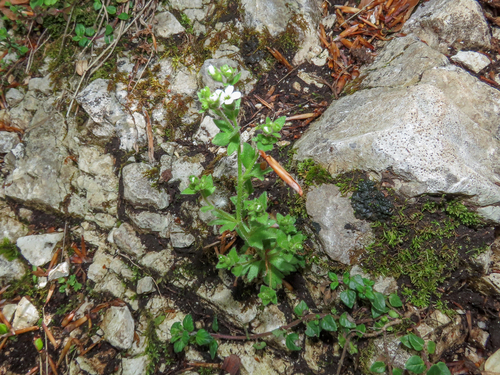 Saxifraga adscendens, photograph 5