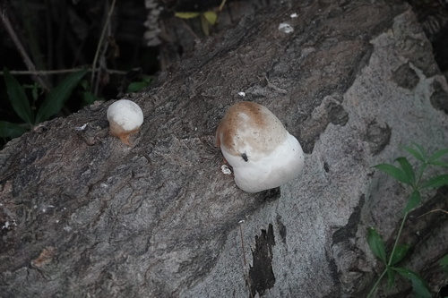 Fomes inzengae