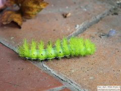 Automeris coresus