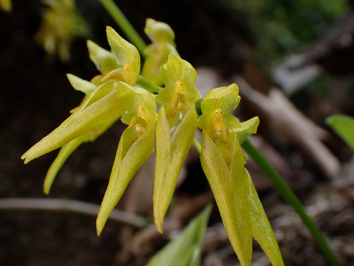 Bulbophyllum forrestii Seidenf. 2