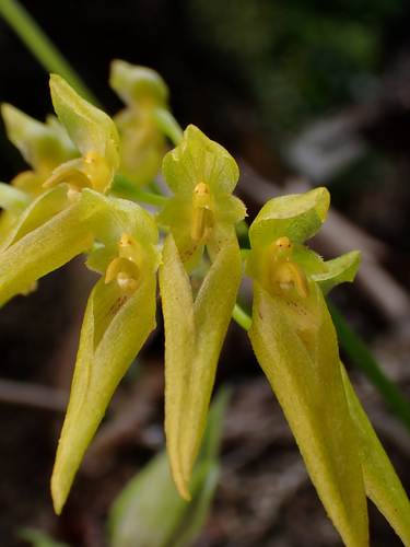 Bulbophyllum forrestii Seidenf. 4