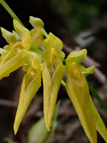 Bulbophyllum forrestii Seidenf. 3