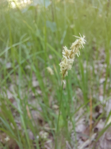 alpine grass