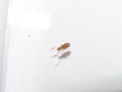 Chthoniidae