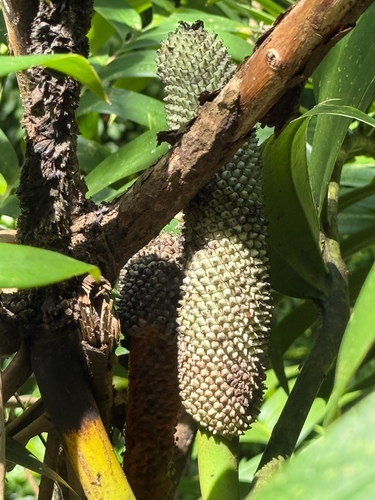 Rhaphidophora decursiva observed 2026-05-29