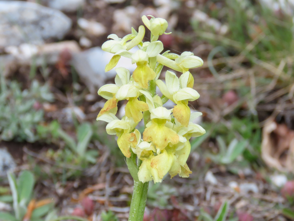 Orchis pallens; photograph (c) Emanuele Santarelli, some rights reserved (CC BY-SA)