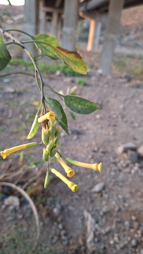 tree tobacco