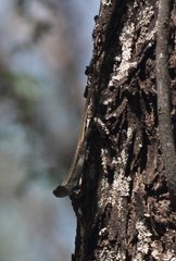 Sceloporus couchii