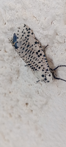 Wood Leopard Moth