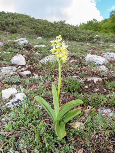 Orchis pallens, photograph 2