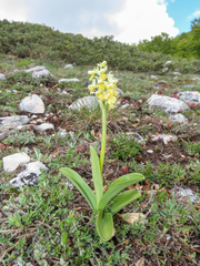 (c) Emanuele Santarelli, some rights reserved (CC BY-SA) Orchis pallens, photograph (c) Emanuele Santarelli, some rights reserved (CC BY-SA)