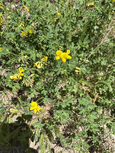 bird's-foot trefoil