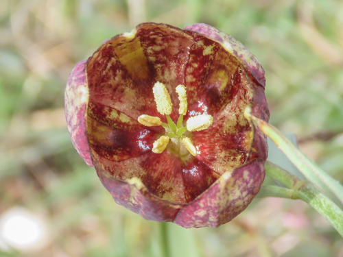 Fritillaria montana, photograph 4