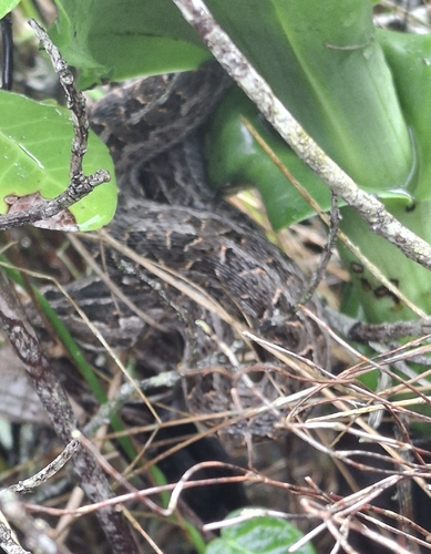 Berg Adder