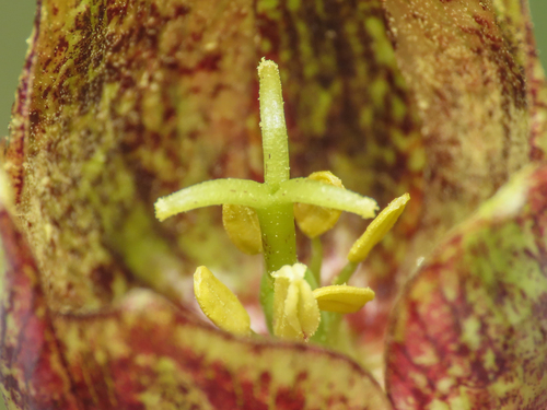 Fritillaria montana, photograph 5