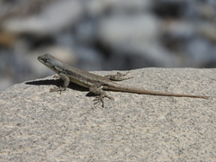 Sceloporus couchii