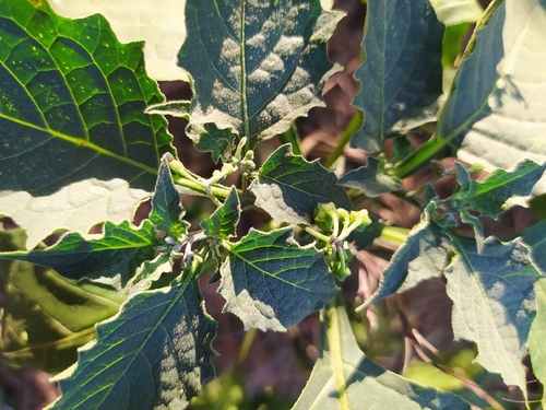 black nightshade