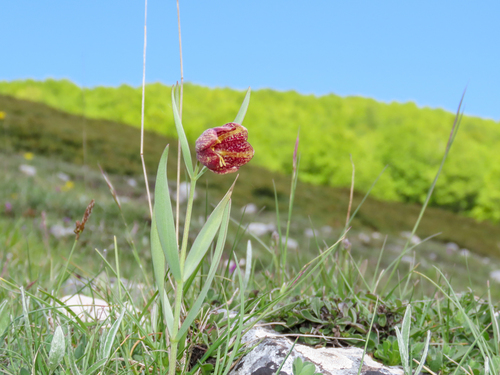 Fritillaria montana, photograph 3