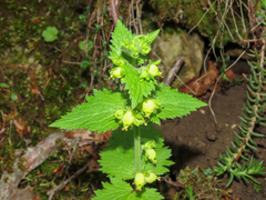 Scrophularia vernalis, photograph (c) Emanuele Santarelli, some rights reserved (CC BY-SA)