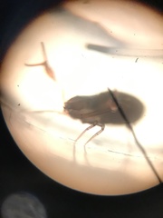 Chthoniidae