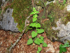Scrophularia vernalis, photograph (c) Emanuele Santarelli, some rights reserved (CC BY-SA)