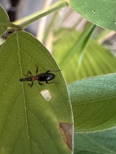 Sweet Potato Weevil