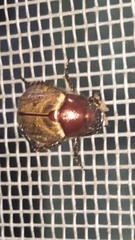 Paranomala testaceipennis