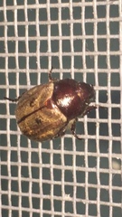Paranomala testaceipennis