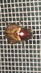 Paranomala testaceipennis