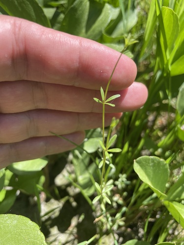 Common Marsh-bedstraw
