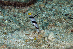 Stonogobiops nematodes