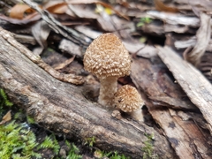 Lacrymaria asperospora