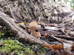 Lacrymaria asperospora