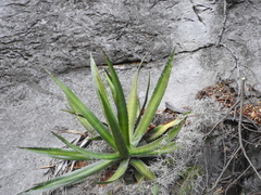 Agave univittata
