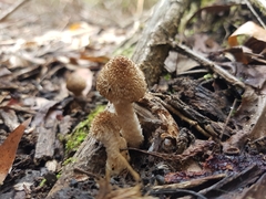 Lacrymaria asperospora