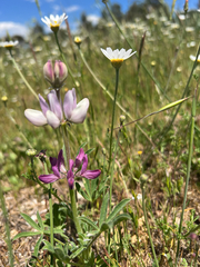 author not stated, no rights reserved Lupinus hispanicus, photograph author not stated, no rights reserved