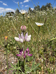 Lupinus hispanicus