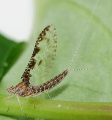 Callibaetis ferrugineus ferrugineus