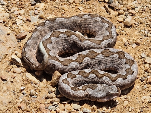 Nose-horned Viper
